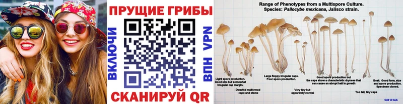 наркошоп blacksprut зеркало Псилоцибиновые грибы GOLDEN TEACHER площадка официальный сайт Собинка